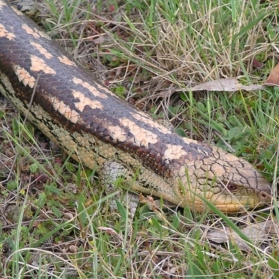 Tiliqua nigrolutea (Blotched Blue-tongue) at Winifred, NSW - 26 Oct 2007 by GeoffRobertson