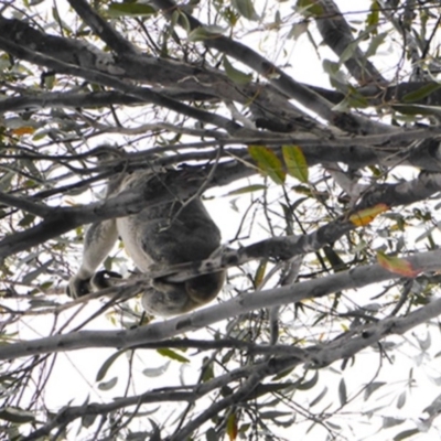 Phascolarctos cinereus (Koala) at Buaraba South, QLD - 7 Nov 2015 by VinegarHill