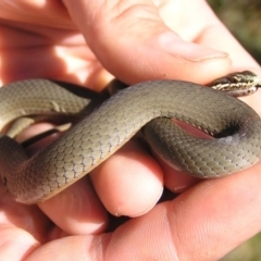 Drysdalia coronoides (White-lipped Snake) at Winifred, NSW - 11 Nov 2012 by GeoffRobertson