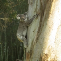 Phascolarctos cinereus (Koala) at  - 19 Nov 2015 by kpgreen