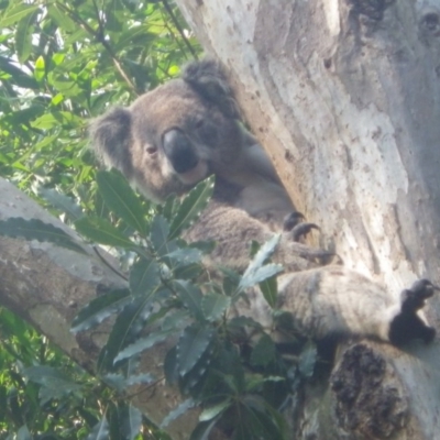 Phascolarctos cinereus (Koala) at - 18 Nov 2015 by kpgreen