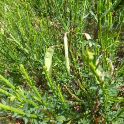 Cytisus scoparius subsp. scoparius (Scotch Broom, Broom, English Broom) at O'Malley, ACT - 8 Nov 2015 by Mike