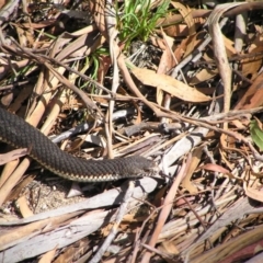 Austrelaps ramsayi (Highlands Copperhead) at Winifred, NSW - 5 Mar 2005 by GeoffRobertson