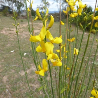 Spartium junceum (Spanish Broom ) at Scrivener Hill - 7 Nov 2015 by Mike