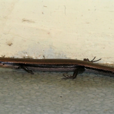 Acritoscincus platynotus (Red-throated Skink) at Paddys River, ACT - 9 Oct 2004 by GeoffRobertson