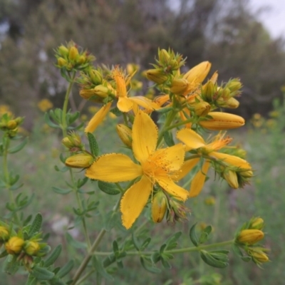 Hypericum perforatum (St John's Wort) at Theodore, ACT - 7 Nov 2015 by MichaelBedingfield