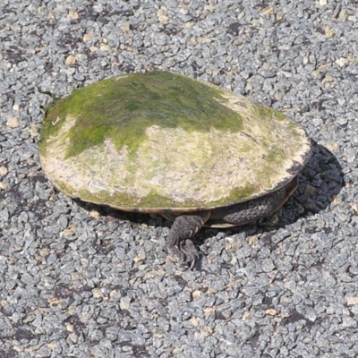 Chelodina longicollis (Eastern Long-necked Turtle) at Winifred, NSW - 10 Nov 2014 by GeoffRobertson