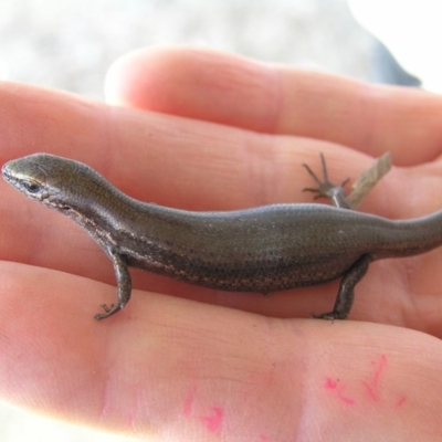 Lampropholis delicata (Delicate Skink) at Winifred, NSW - 30 Dec 2006 by GeoffRobertson