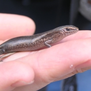 Lampropholis delicata at Winifred, NSW - 31 Dec 2006