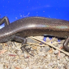 Lampropholis delicata (Delicate Skink) at Winifred, NSW - 24 Apr 2005 by GeoffRobertson