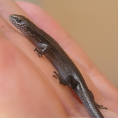 Lampropholis delicata (Delicate Skink) at Winifred, NSW - 16 Mar 2006 by GeoffRobertson