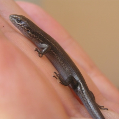 Lampropholis delicata (Delicate Skink) at Winifred, NSW - 17 Mar 2006 by GeoffRobertson