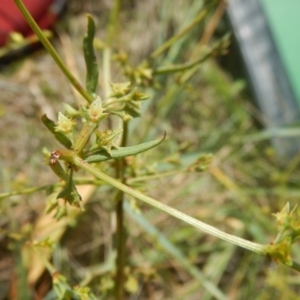 Rumex dumosus at Mitchell, ACT - 20 Nov 2015 10:35 AM