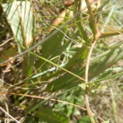 Rumex dumosus at Mitchell, ACT - 20 Nov 2015 10:35 AM