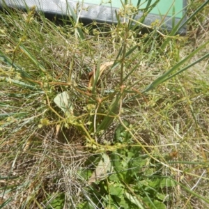 Rumex dumosus at Mitchell, ACT - 20 Nov 2015 10:35 AM