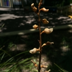 Gastrodia sesamoides (Cinnamon Bells) at Canberra, ACT - 20 Nov 2015 by AaronClausen