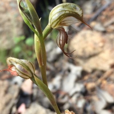 Oligochaetochilus hamatus (Southern Hooked Rustyhood) at Lower Cotter Catchment - 19 Nov 2015 by APB