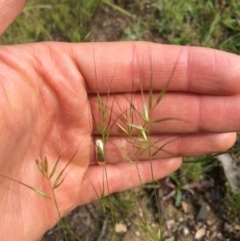 Pentapogon quadrifidus at Paddys River, ACT - 19 Nov 2015 01:54 PM