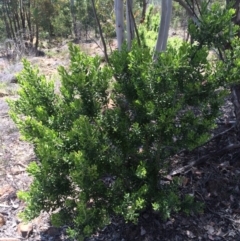 Persoonia rigida (Hairy Geebung) at Cotter River, ACT - 19 Nov 2015 by APB