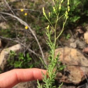 Senecio bathurstianus at Cotter River, ACT - 19 Nov 2015