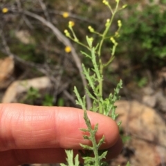 Senecio bathurstianus at Cotter River, ACT - 19 Nov 2015