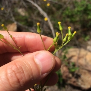 Senecio bathurstianus at Cotter River, ACT - 19 Nov 2015 02:20 PM