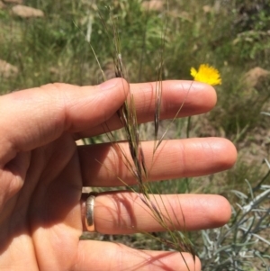 Austrostipa sp. at Uriarra Village, ACT - 19 Nov 2015