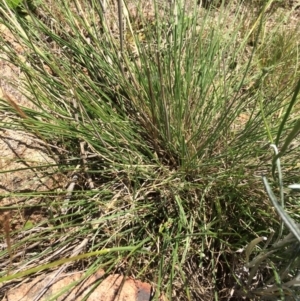 Austrostipa sp. at Uriarra Village, ACT - 19 Nov 2015