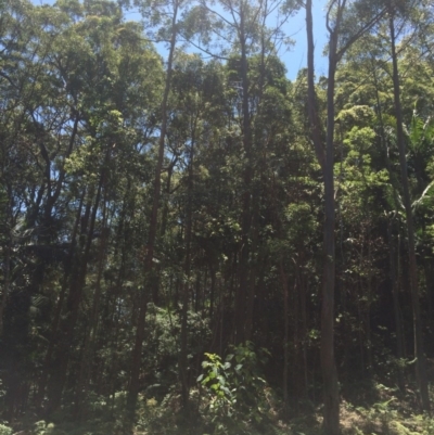 Phascolarctos cinereus (Koala) at Tomewin, NSW - 19 Nov 2015 by barangel