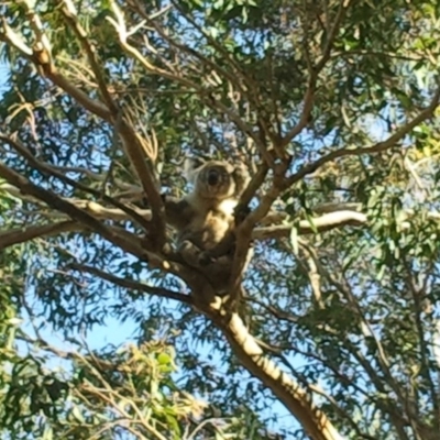 Phascolarctos cinereus (Koala) at Port Macquarie, NSW - 19 Nov 2015 by jules_bear
