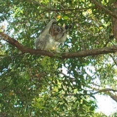 Phascolarctos cinereus (Koala) at Port Macquarie, NSW - 19 Nov 2015 by jules_bear