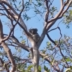 Phascolarctos cinereus (Koala) at Port Macquarie, NSW - 19 Nov 2015 by Charlesbusby