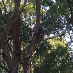 Phascolarctos cinereus (Koala) at Port Macquarie, NSW - 20 Nov 2015 by Shazza5