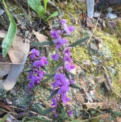 Hovea heterophylla (Common Hovea) at Belconnen, ACT - 25 Sep 2015 by JanetRussell