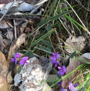 Hovea heterophylla at Belconnen, ACT - 25 Sep 2015