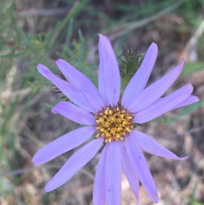 Olearia tenuifolia (Narrow-leaved Daisybush) at Aranda, ACT - 19 Nov 2015 by JanetRussell