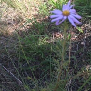 Olearia tenuifolia at Aranda, ACT - 20 Nov 2015 09:17 AM