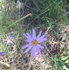 Olearia tenuifolia at Aranda, ACT - 20 Nov 2015