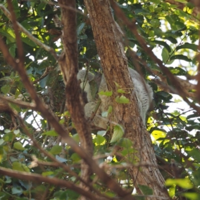 Phascolarctos cinereus (Koala) at Port Macquarie, NSW - 19 Nov 2015 by jules_bear