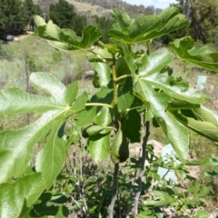 Ficus carica (Fig) at Jerrabomberra, ACT - 10 Nov 2015 by Mike