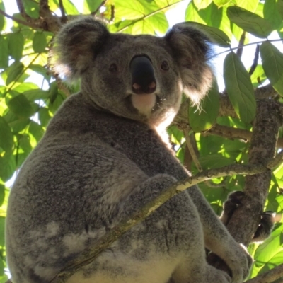 Phascolarctos cinereus (Koala) at Rosebank, NSW - 19 Nov 2015 by Bernadene