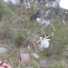 Arthropodium milleflorum (Vanilla Lily) at Theodore, ACT - 7 Nov 2015 by michaelb