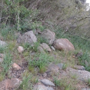 Arthropodium milleflorum at Theodore, ACT - 7 Nov 2015