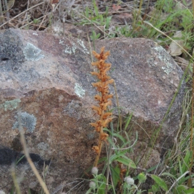 Orobanche minor (Broomrape) at Theodore, ACT - 7 Nov 2015 by michaelb