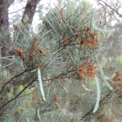 Acacia boormanii (Snowy River Wattle) at Theodore, ACT - 7 Nov 2015 by michaelb