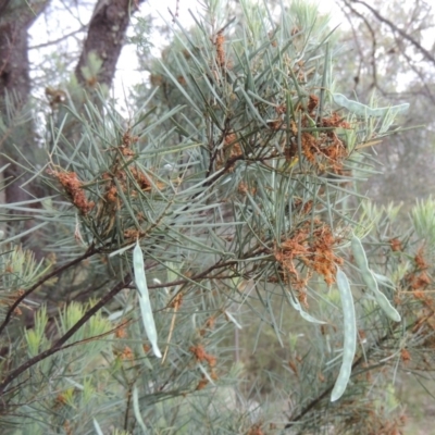 Acacia boormanii (Snowy River Wattle) at Theodore, ACT - 7 Nov 2015 by michaelb