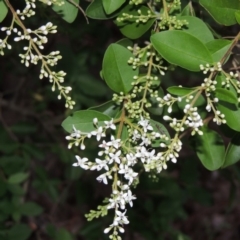 Ligustrum sinense (Narrow-leaf Privet, Chinese Privet) at Tuggeranong Hill - 7 Nov 2015 by michaelb