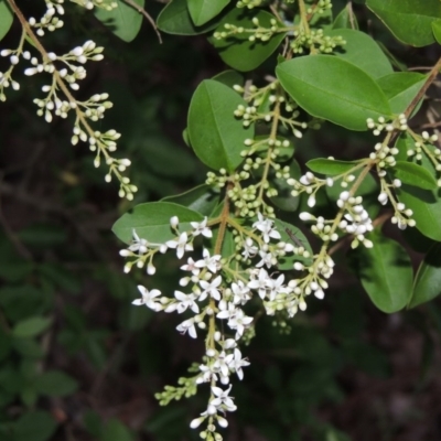 Ligustrum sinense (Narrow-leaf Privet, Chinese Privet) at Theodore, ACT - 7 Nov 2015 by MichaelBedingfield