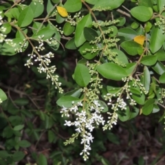 Ligustrum sinense at Theodore, ACT - 7 Nov 2015 07:25 PM