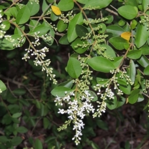 Ligustrum sinense at Theodore, ACT - 7 Nov 2015